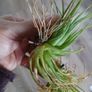Tillandsia Air Plants Image 6
