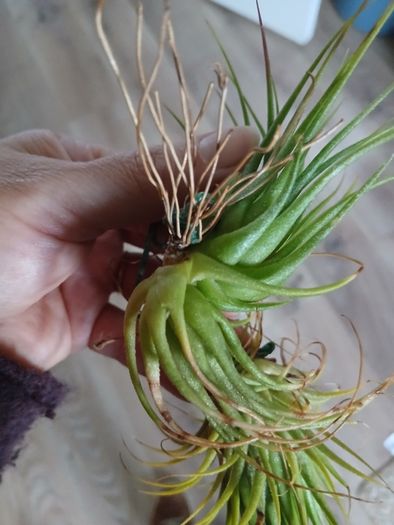 Tillandsia Air Plants