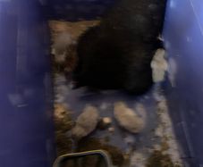 poultry
