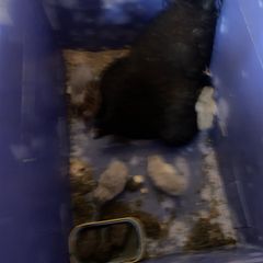 poultry