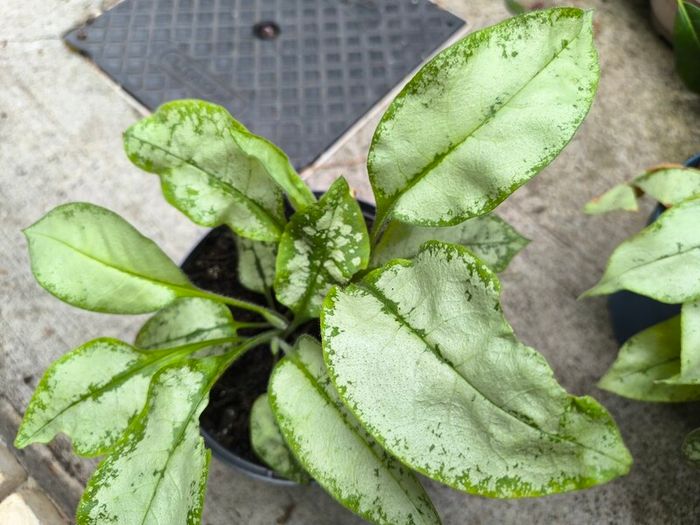 garden plants