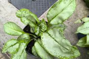 garden plants