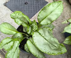 garden plants
