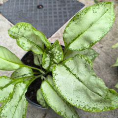 garden plants