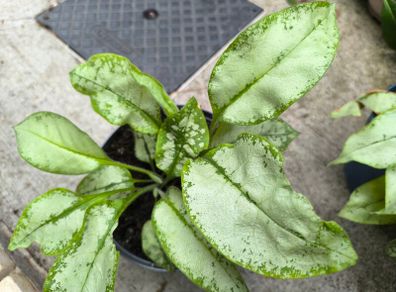 garden plants