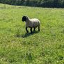 Pedigree Suffolk rams Image 3