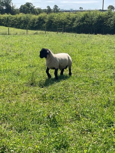 Pedigree Suffolk rams