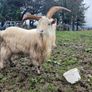 goat Image 2
