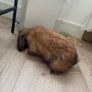 rabbit Image 3