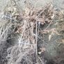 Hornbeam hedging Image 4
