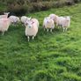 Sheep Image 4