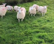 Sheep