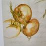 Lovely signed illustration i Pomodori (Tomato) Image 6