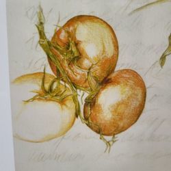 Lovely signed illustration i Pomodori (Tomato)
