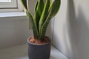 Sansevieria Laurentii planter