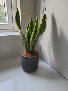 Sansevieria Laurentii planter