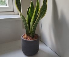 Sansevieria Laurentii planter