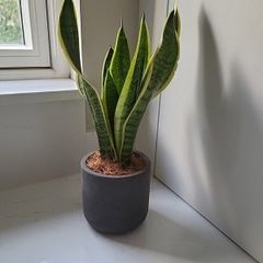 Sansevieria Laurentii planter