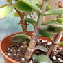 2 Jade Plants Image 7