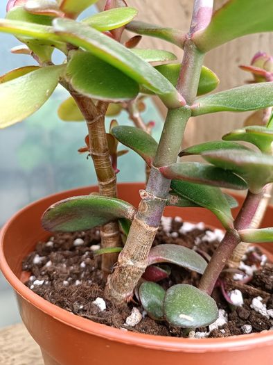 2 Jade Plants