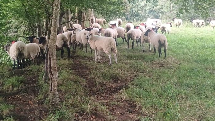 65 Suffolk x and x-bred hoggetts for Manorhamilton