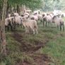 65 Suffolk x and x-bred hoggetts for Manorhamilton Image 3