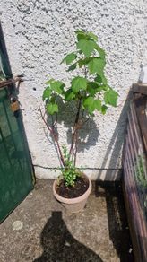 blackcurrant