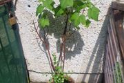 blackcurrant