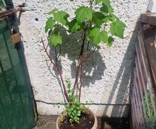 blackcurrant