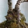 Bonsai tree ( birch) Image 3