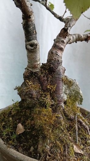 Bonsai tree ( birch)