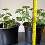 Coin Plant Image 3