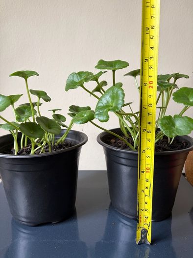 Coin Plant