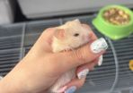 hamster