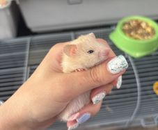 hamster