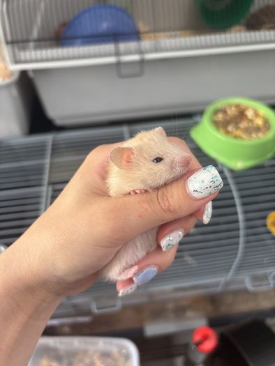 hamster