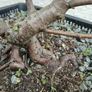Native Irish Birch Bonsai Image 3