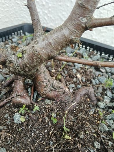 Native Irish Birch Bonsai