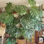 Monstera plant large Image 6