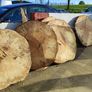 Premium Spalted Beech Wood Slabs 5 Years Air Dried Image 5