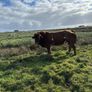 5 BB Bull Image 5