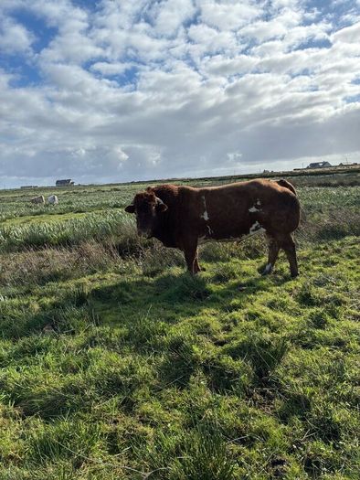 5 BB Bull