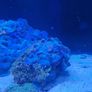 Green star polyp/blue mushroom Image 2