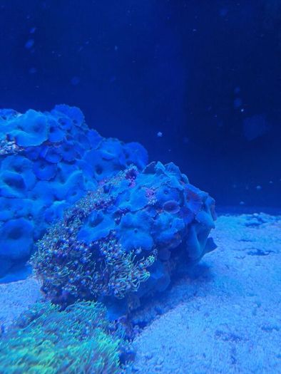 Green star polyp/blue mushroom