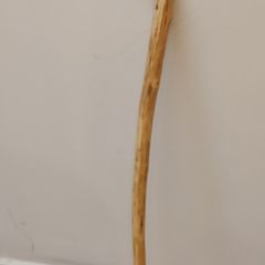 Hand Crafted Wooden walking Stick (25357)
