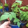 Yellow Raspberry Plant Image 2