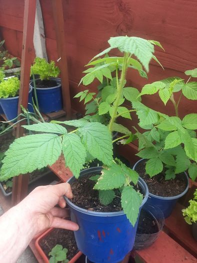 Yellow Raspberry Plant