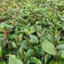 Red Robin Hedging Plants Image 3
