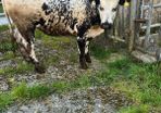 Breeding heifer