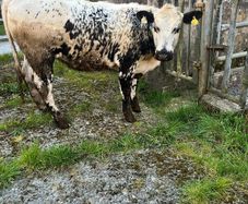 Breeding heifer